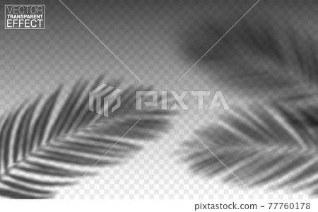 Vector Set of Transparent Shadows of Leaves. Creative Overlay Effect for Mockups. Decorative Design Elements for Collages. Vector Set of Transparent Shadows of Leaves. Creative Overlay Effect for Mockups. Decorative Design Elements for Collages. 77760178