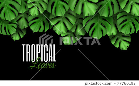 Natural Realistic Seamless pattern of leaves monstera. Tropical Vector background. Design template for advertising web social media and fashion ads. Natural Realistic Seamless pattern of leaves monstera. Tropical Vector background. Design template for advertising web social media and fashion ads. 77760192