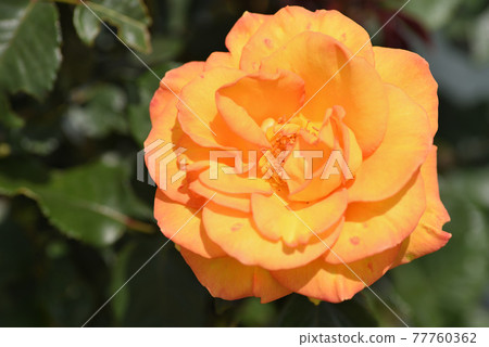 Rose (Sundance) Rose (Sundance) 77760362