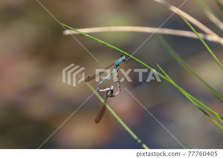 Mating of Hosomiotomembambo Mating of Hosomiotomembambo 77760405