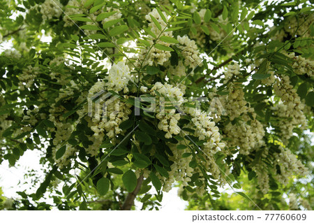 acacia acacia 77760609