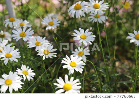 開花在春天公園的牛眼菊白花 照片素材 圖片 圖庫