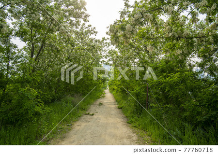 acacia 77760718
