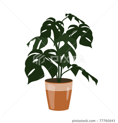 Flat design illustration of houseplant in a brown pot. Green Monstera isolated on white background, vector 77760843
