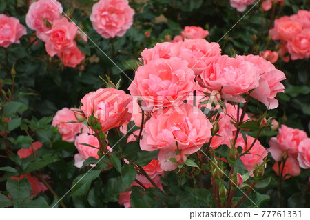 Rose of pink color Rose of pink color 77761331