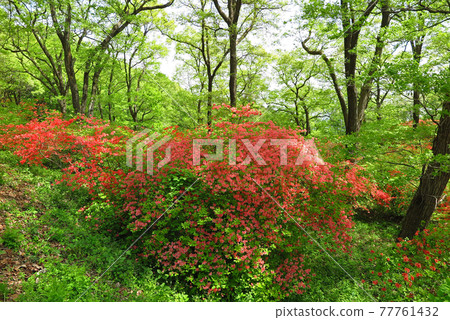 A cluster of mountain azaleas growing at Nihongi Pass in Sotochichibu, Saitama Prefecture A cluster of mountain azaleas growing at Nihongi Pass in Sotochichibu, Saitama Prefecture 77761432