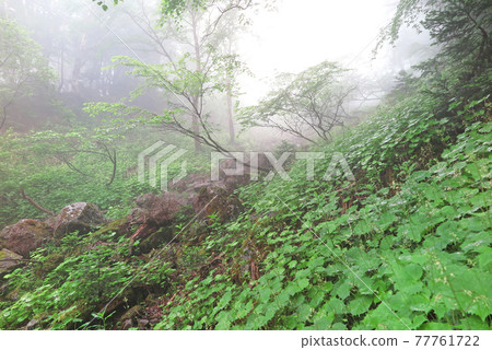 晨霧中的新綠森林-我爬山時遇到的風景 晨霧中的新綠森林-我爬山時遇到的風景 77761722