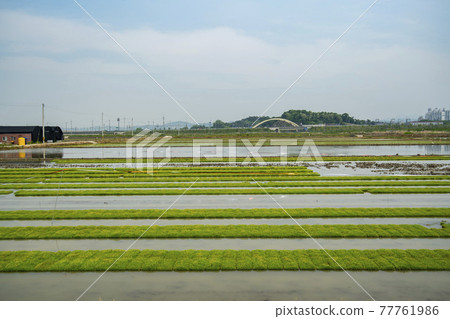 Hojobeol, Siheung-si, Gyeonggi-do 77761986