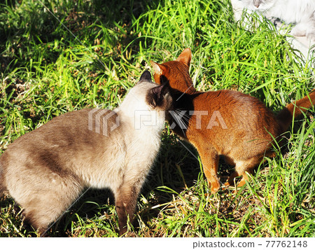 Abyssinian and Thai cats walk on a sunny day among the green grass 77762148