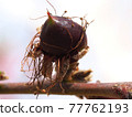 Macro shot of the birth of nectarine from a flower 77762193