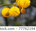 Macro shot of yellow sweet acacia 77762194