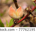 Two peaches grow from one flower 77762195