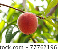 Macro shot of a peach on a branch 77762196