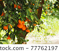Ripe tangerines in a garden 77762197