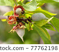 Almond nutlets appear on almond trees 77762198