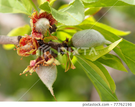 Almond nutlets appear on almond trees Almond nutlets appear on almond trees 77762198