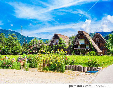 Shirakawago in summer, the original scenery of Japan Shirakawago in summer, the original scenery of Japan 77762220