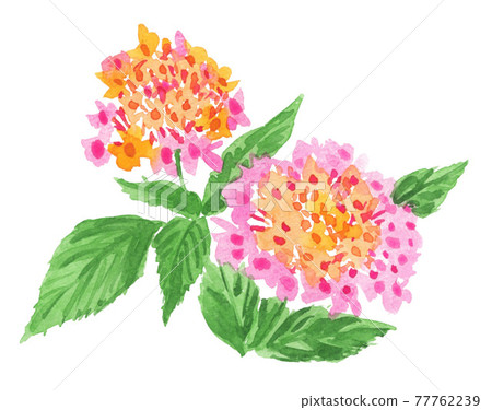 lantana, various changes, watercolour 77762239