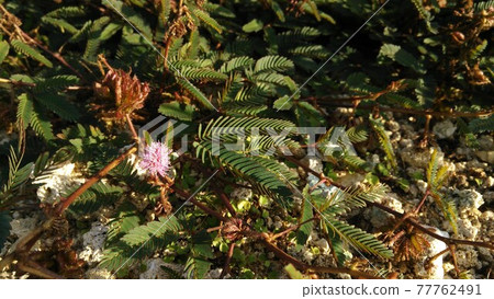 開花的含羞草 77762491