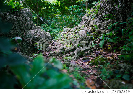 Utaki, a place of worship in Minton Castle, Nanjo City, Okinawa Prefecture Utaki, a place of worship in Minton Castle, Nanjo City, Okinawa Prefecture 77762849