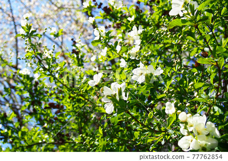Baikashimotsuke looking up at the sky (Rikubai) Baikashimotsuke looking up at the sky (Rikubai) 77762854