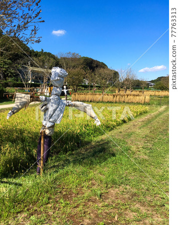 Scarecrow of rice field 77763313