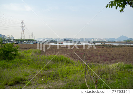 Sorae porpo 77763344