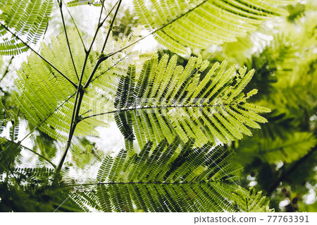 Close-up of Leaves of The Flame tree (Delonix regia (Hook.) Raf.). Green leaf background concept. Natural environment wallpaper. 77763391
