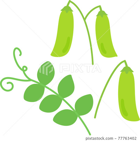 豌豆莢和葉子 77763402
