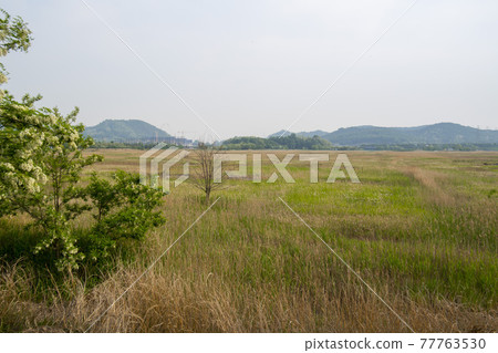 Siheung Tidal-Ecological Park, Siheung City, Gyeonggi-do Siheung Tidal-Ecological Park, Siheung City, Gyeonggi-do 77763530