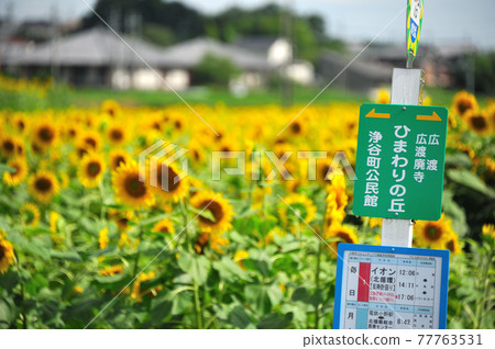 Sunflower and bus stop Sunflower and bus stop 77763531