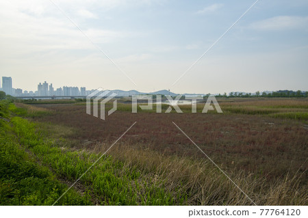 Siheung Tidal-Ecological Park, Siheung City, Gyeonggi-do Siheung Tidal-Ecological Park, Siheung City, Gyeonggi-do 77764120