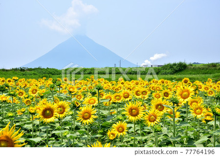 Kaimondake Satsuma Fuji distant view is Yamakawa Geothermal Power Station Kaimondake and sunflower field 77764196