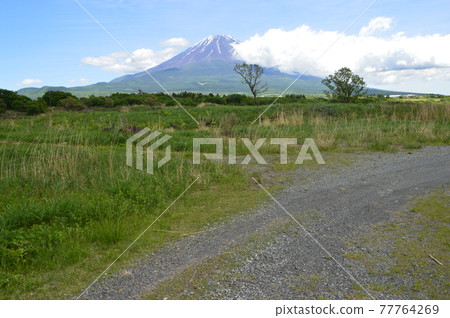 Mt. Fuji in early summer (Asagiri Kogen / Fujinomiya City, Shizuoka Prefecture) Mt. Fuji in early summer (Asagiri Kogen / Fujinomiya City, Shizuoka Prefecture) 77764269