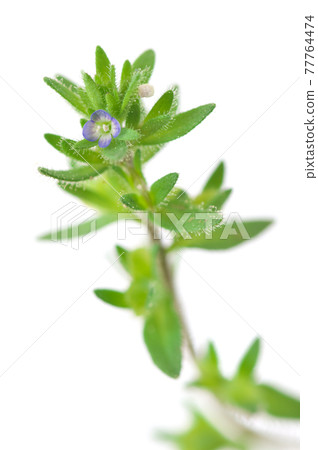 Tatianinhoguri Tatianinhoguri 77764474