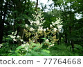 森林中盛開的白花 77764668