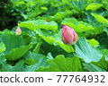 一些荷花蕾被長滿荷葉包圍 77764932