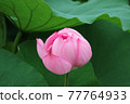 一朵大粉紅色的蓮花倒映在屏幕中央 77764933