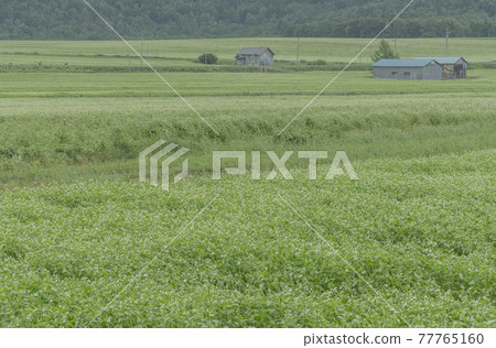 Soba flower field, flower field, vast meadow in Horokanai, Hokkaido Soba flower field, flower field, vast meadow in Horokanai, Hokkaido 77765160