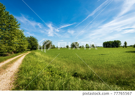 Green Wheat Fields in Springtime - Padan Plain or Po valley Lombardy Italy Green Wheat Fields in Springtime - Padan Plain or Po valley Lombardy Italy 77765567