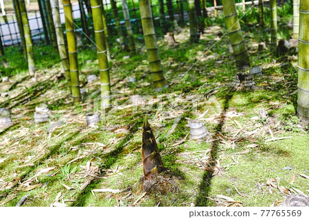 Bamboo bush ~ Bamboo shoot ~ Bamboo bush ~ Bamboo shoot ~ 77765569