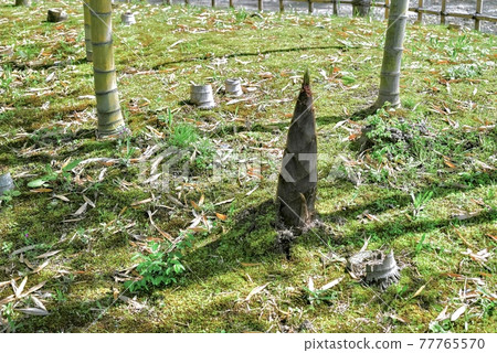 bambooshoot  77765570