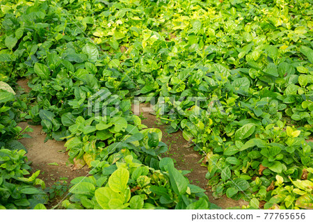 Young houseplants growing at farm Young houseplants growing at farm 77765656