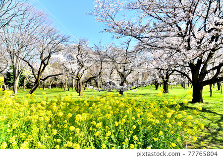 東京都小金井公園（東京都小金井市）[2020.3] 77765804