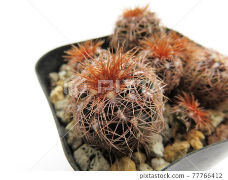 Red Shiro Star Maru 77766412