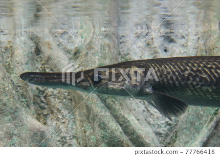 "Alligator Gar" at Takeshima Aquarium in Takeshima-cho, Gamagori-shi, Aichi 77766418