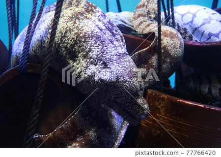 "Moray eel" at Takeshima Aquarium in Takeshima-cho, Gamagori-shi, Aichi 77766420