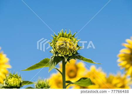 Sunflower bud in the blooming sunflower row. 77766488