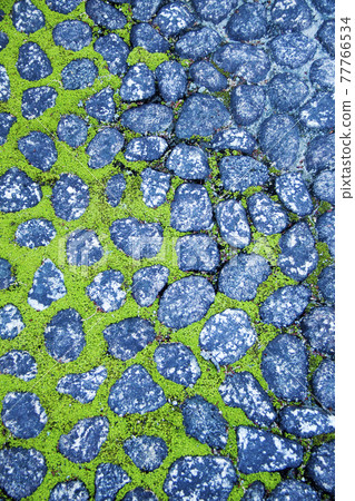 Paving stones and moss 77766534