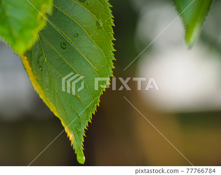 Cherry tree leaves, mid-May 77766784